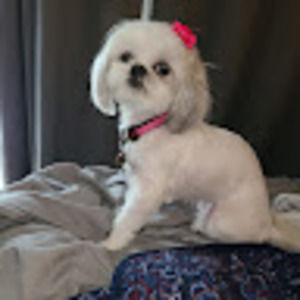 Meet your Posher, Elizabeth